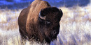 American bison on the Wind Cave National Park prairie
