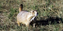 Prairie Dog Barking