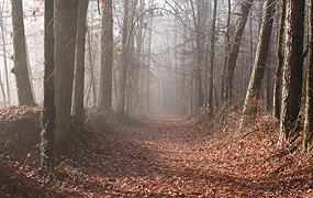 A section of Old Trace in Mississippi at Milepost 222.