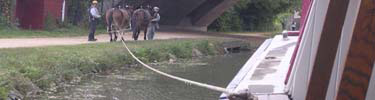 Photo of mules hitched to canal boat.