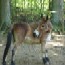 Photo of Nell the mule Photo of Nell the mule