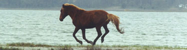 See the horse run. Run, horse, run.