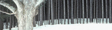 A large maple stands in stark contrast to the stand of younger trees behind. Snow makes this color photo appear black and white. NPS Photo.