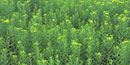A sea of green flora in this Big Meadows photo - just a small sample of  the many plant species found here.