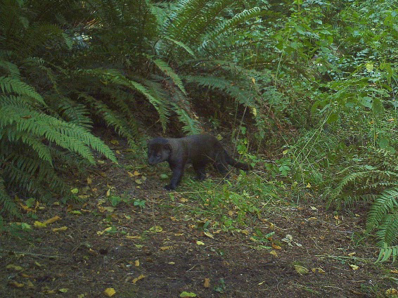 This fisher, known as 0301-M, was spotted in a residential area near Port Angeles! A fisher with nearly black fur walks among ferns in the forest.