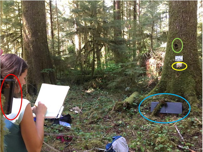 Fisher Camera Trap Field-crew member setting up a station within Olympic National Forest. Note camera on left of frame is pointing to tree bait and baited cubby box on the right of the frame.