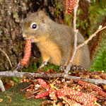 Small brown and orange squirrel eats red alder catkins on a mossy stump