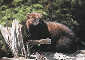 fisher on a log