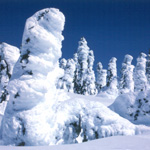 Firs plastered with 1-2 feet of snow and ice with blue sky above