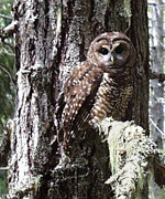A brown owl with light spots perches on a lichen-draped branch of an old tree A brown owl with light spots perches on a lichen-draped branch of an old tree