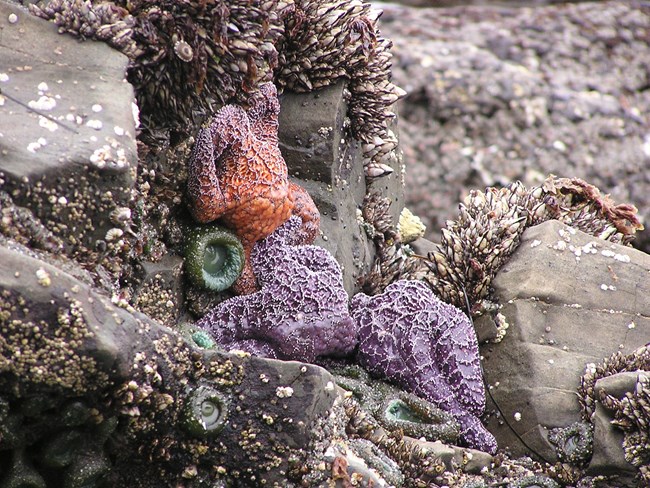 Purple sea stars on rocks on the beach