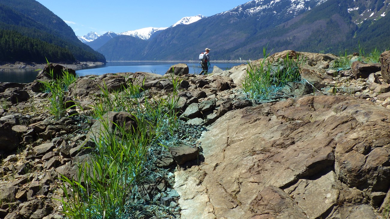 Trained park employee searches for invasive plants along the bank of a spanning lake