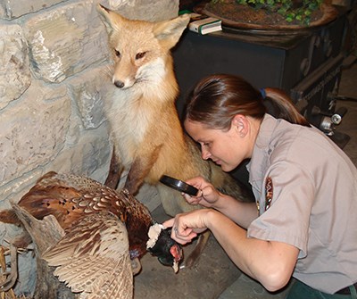 A ranger inspects museum items for pests