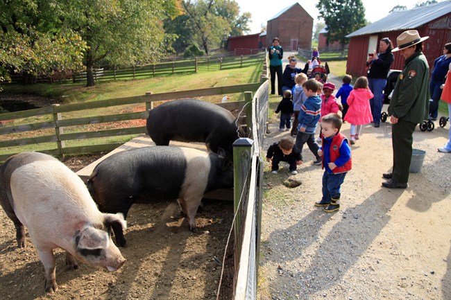 Children look inside a pig pen on an educational tour of Oxon Hill Farm.