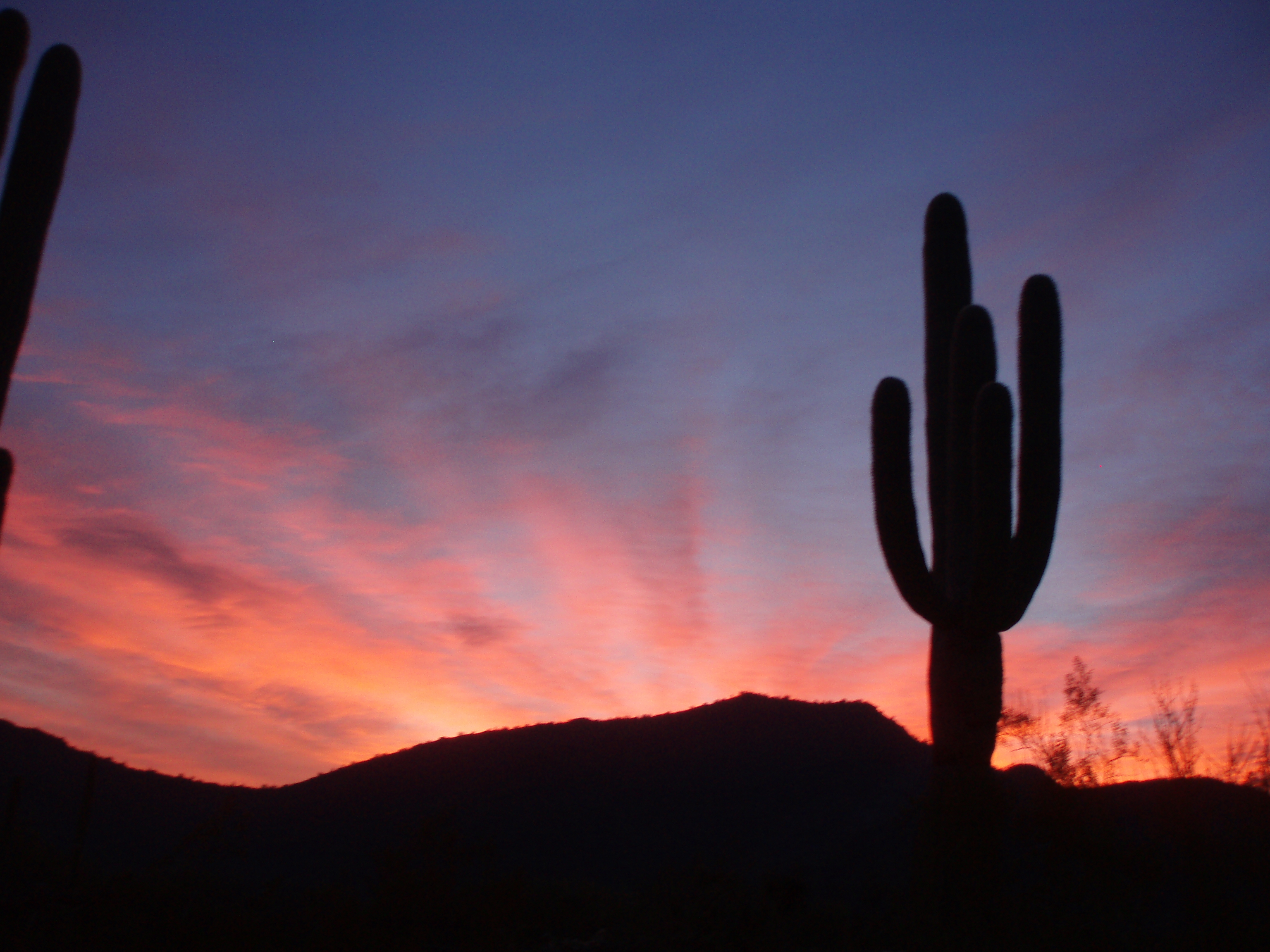 Cactus In Sunset