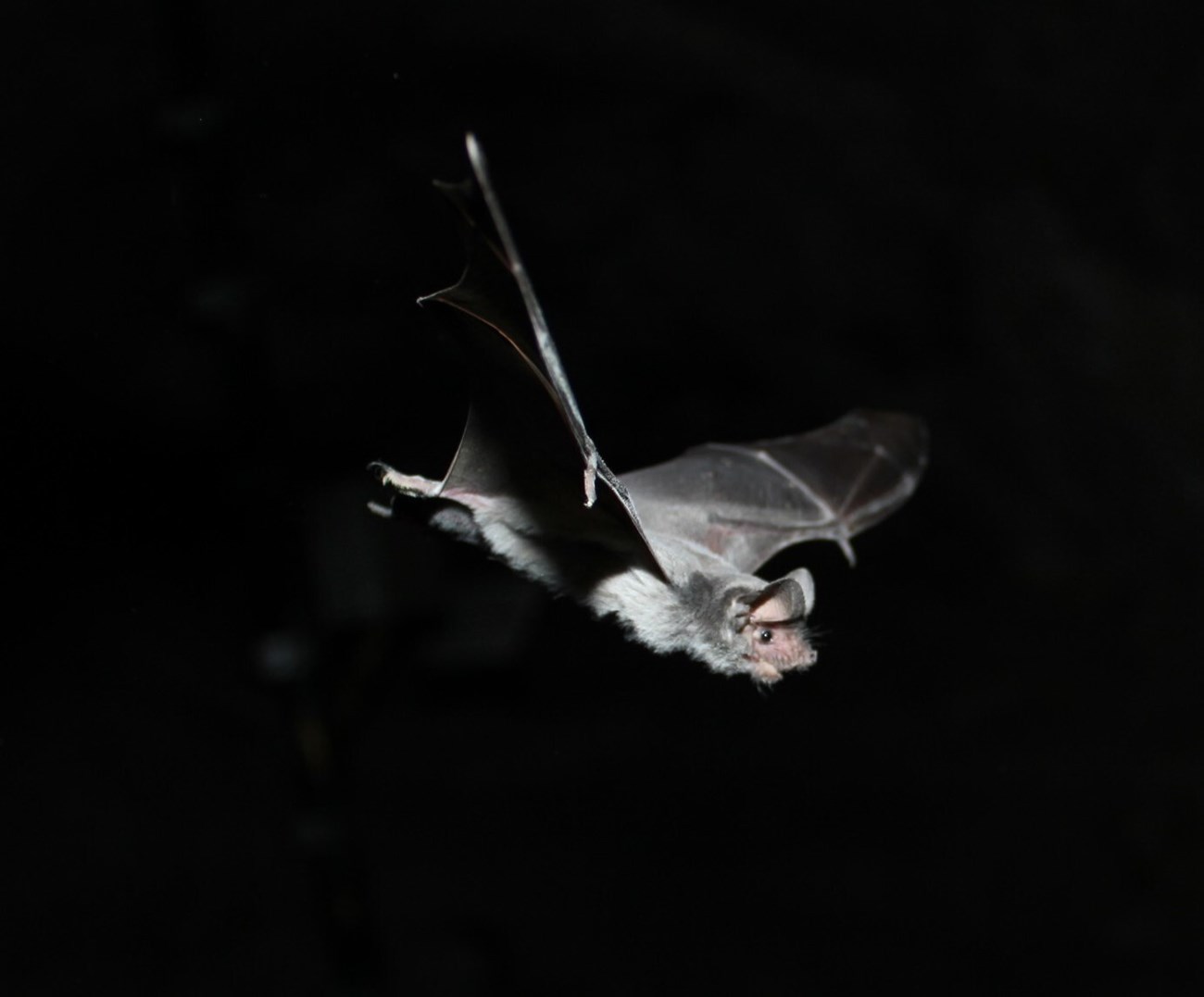 A bat with large ears and squished face flies through the night, highlighted against the black background.