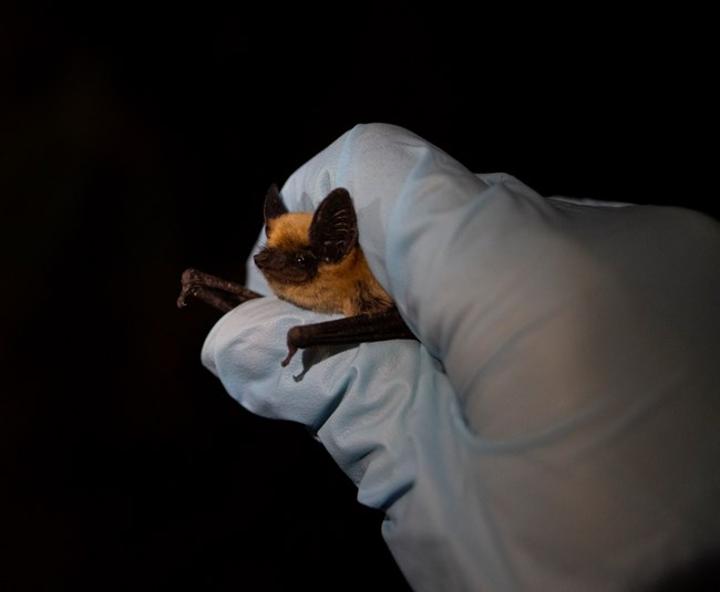A canyon bat in the hand of a researcher, showing detail of its face and large ears.
