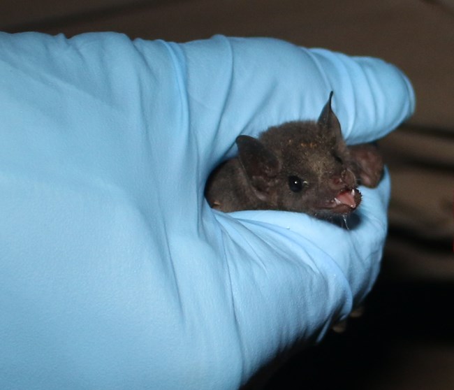 A lesser long nosed bat in the hand of a researcher.