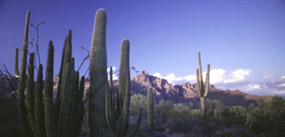 Organ Pipe Cactus National Monument