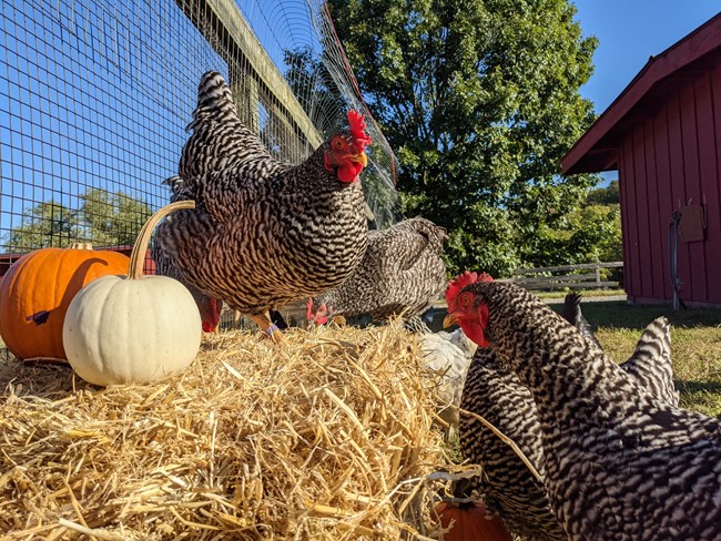 chickens around a hay bale and pumpkins