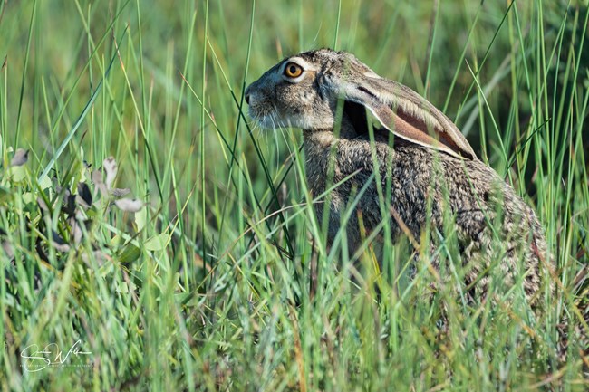 Photo of profile of black-tailed jackrabbit sitting and facing left.  It's ears are held down along its back and its legs are obscured by the grass it is sitting in.