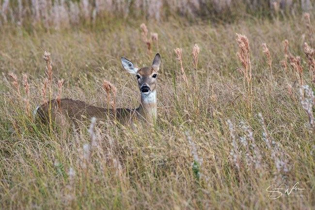 Photo of doe looking at the camera, standing in tall grass that obscures legs.