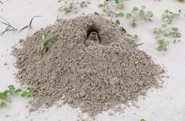 Photo of large pile of disturbed earth with a pocket gopher in the middle, pushing dirt out of the burrow