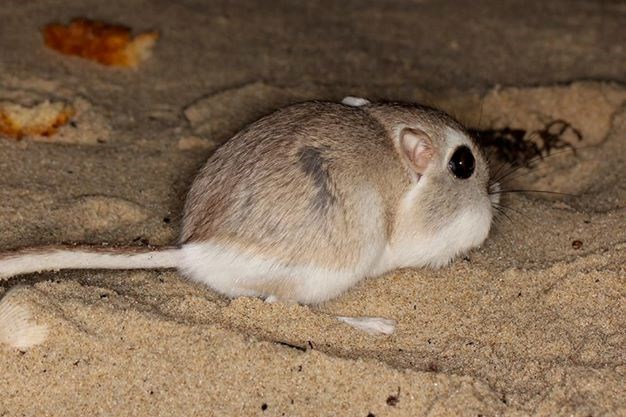 Kangaroo rat in the dunes