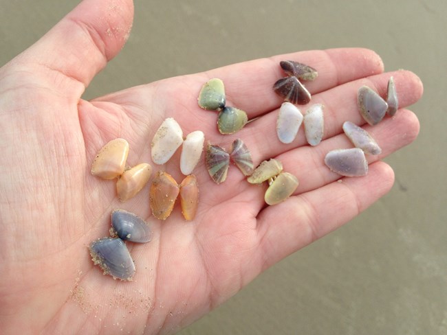 A hand holding several colorful shells