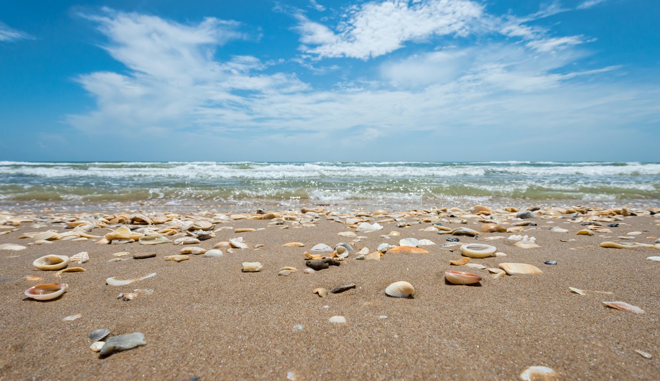 Hundreds of shells lay on the beach next to the waves.