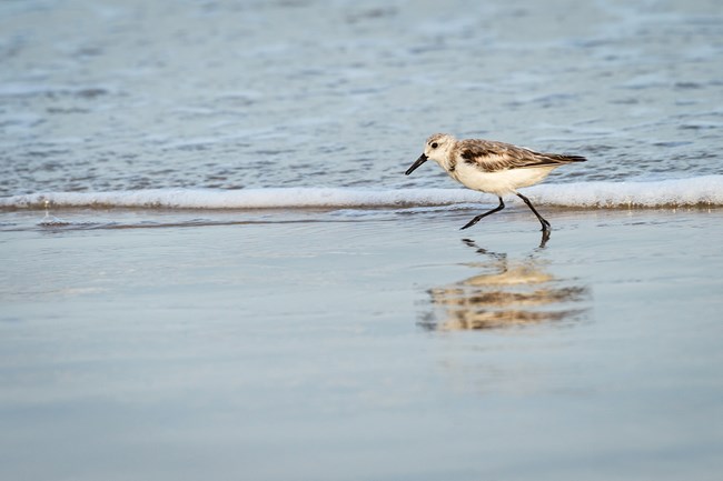 A small shorebird runs along the beach
