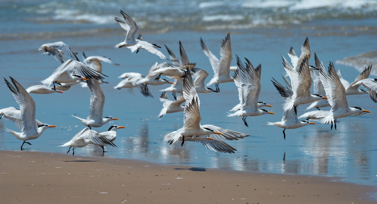 A group of white birds with black heads take flight from a beach.