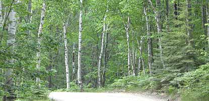 The gravel entrance road to Twelvemile Beach campground winds through a picturesque stand of white birch