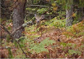 A white-tailed deer at home in the Seney National Wildlife Refuge. A white-tailed deer at home in the Seney National Wildlife Refuge.