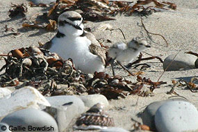 Snowy Plover adult and chick on the beach. Snowy Plover adult and chick on the beach.