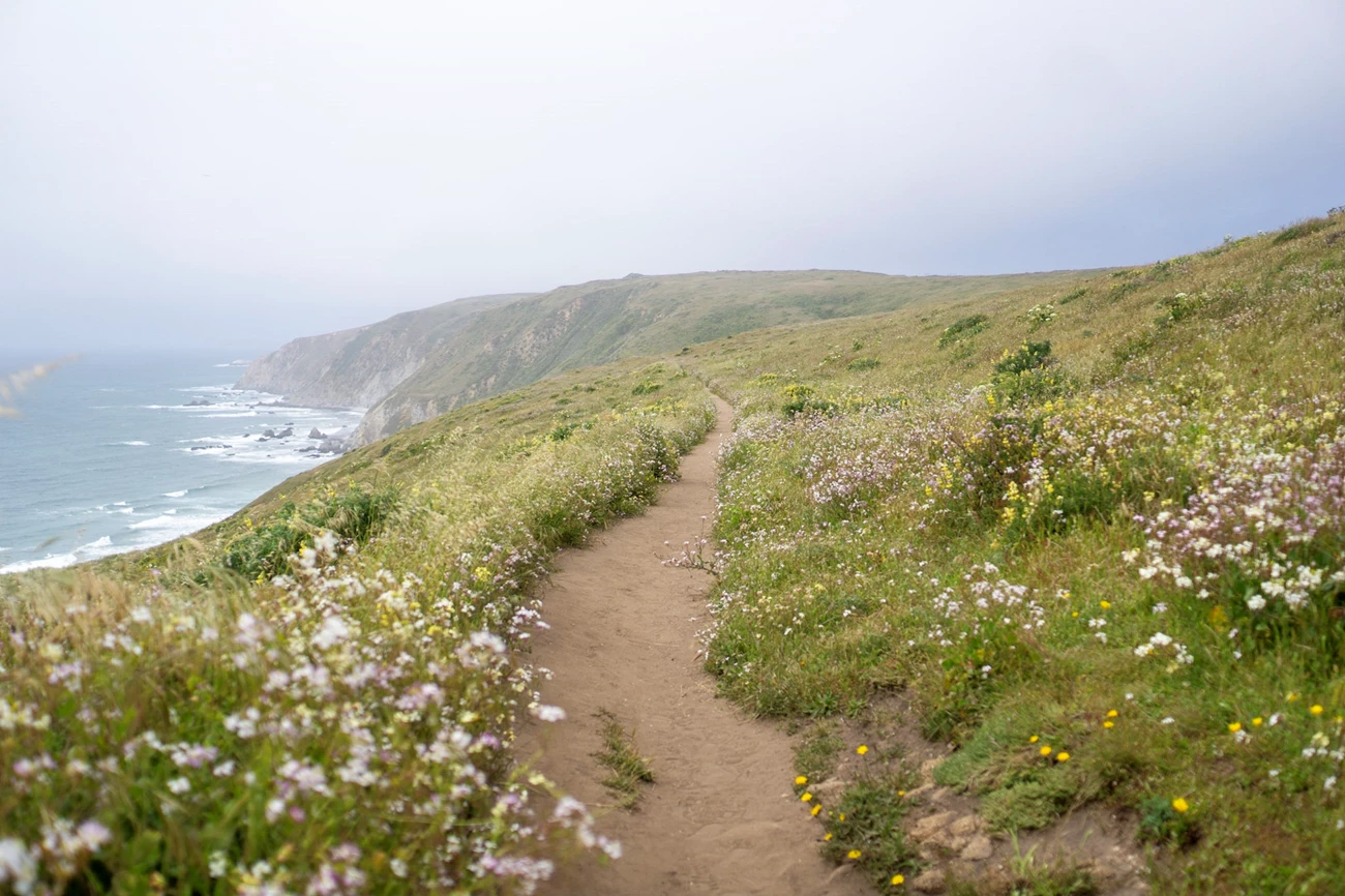 Tomales Point Trail lined with wild radish. A single-track dirt path through grasses and wildflowers atop a foggy coastal bluff.