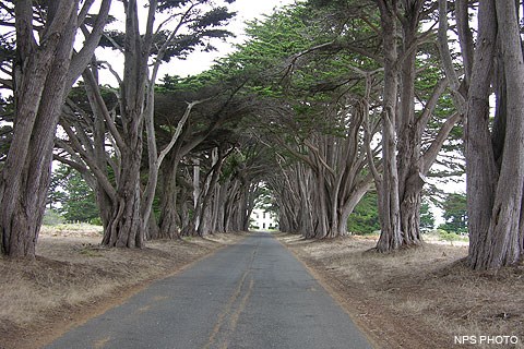 Cypress trees lining a driveway leading to the historic RCA building.
