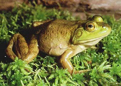 Bullfrog - Presidio of San Francisco (U.S. National Park Service)