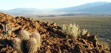 Cotton-top barrel cactus at Hell's Gate.