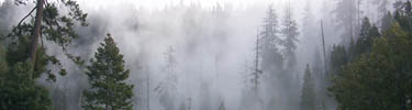 The old-growth Forest during a foggy day.