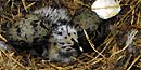 Thumbnail of Western Gull chicks in a nest. Thumbnail of Western Gull chicks in a nest.