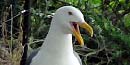 Thumbnail of a Western Gull expressing itself vocally.