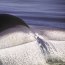 Blue whale tail