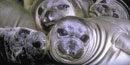 Elephant seal pups