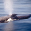 blue whale brad sillasen