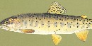 Bonneville Cutthroat Trout