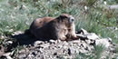 marmot