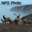 Elk Herd in grasslands of Point Reyes