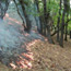 Prescribed fire in an oak woodland