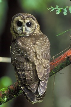 Northern spotted owl sitting on a branch.